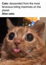 Image result for Cool Cat Meme