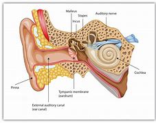 Image result for Small Amplifier to Hold Near People with Hearing Aids so They Can Hear Better