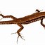 Image result for Biggest Monitor Lizard