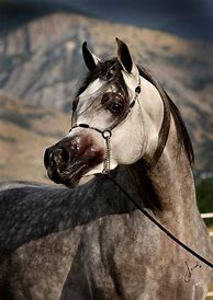 Image result for WH Justice Arabian Stallion
