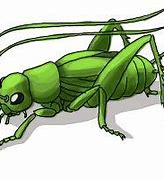 Image result for Cricket Animal Simple