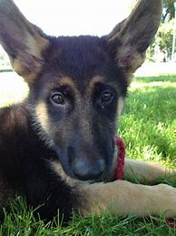 Image result for German Shepherd Face