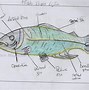 Image result for Fish Diagram for Kids