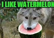 Image result for Wolf Watermelon Meme