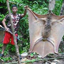 Image result for 5 Foot Bat