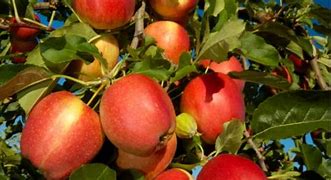 Image result for Spraying in High Fruit Tree