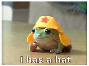 Image result for Cute Frog Meme