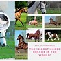 Image result for Famous Horse Breeds