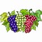 Image result for Grapes Cartoon