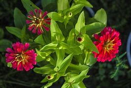 Image result for Pink Purple and Green Flowers