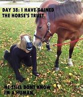 Image result for Cute Funny Horse Memes