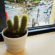 Image result for Cactus Plant Window Stand