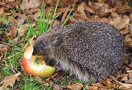 Image result for Hedgehog Eating Apple