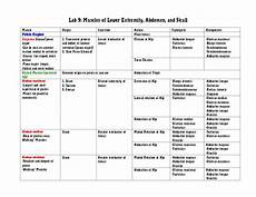 Muscle Chart Anatomy