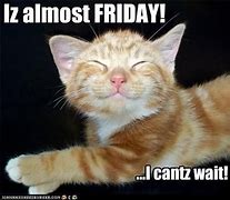 Image result for Almost Friday Cat
