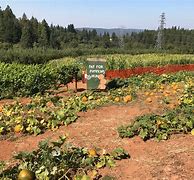 Image result for Apple Hill Farms