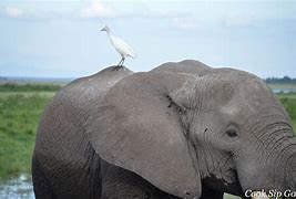 Image result for Elephant Bird