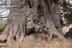 Image result for 6000 Year Old Baobab Tree