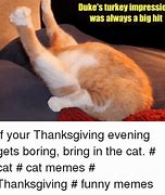 Image result for Turkey Cat Meme