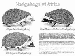 Image result for Hedgehog Body Language