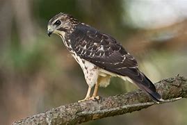 Image result for Buteo platypterus