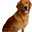 Image result for Awesome Dog