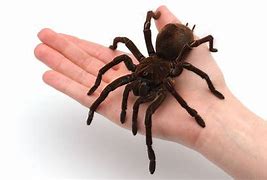 Image result for Biggest Spider Compared to Human