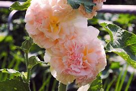 Image result for Alcea rosea peaches 