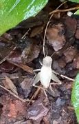 Image result for Albino Cricket