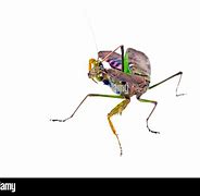 Image result for Praying Mantis Front View