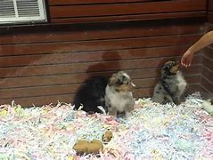 Image result for Funny Australian Shepherd Puppy Playing