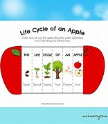 Image result for Colouring Apple Life Cycle