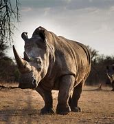 Image result for Big Animal in World