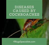 Image result for Cockroach Diseases