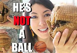 Image result for Armadillo Game