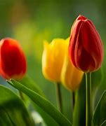 Image result for Red and Yellow Tulips