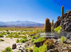 Image result for Atacama Desert Cactus