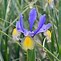 Image result for Iris Miss Indiana (Germanica-Group)