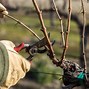 Image result for Grape Vine Trellis and Pruning