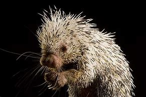 Image result for Porcupine Shoot Quills