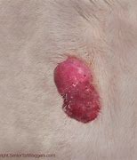 Image result for Papillomavirus Dogs