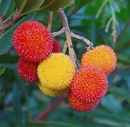 Image result for Arbutus unedo PEACE 