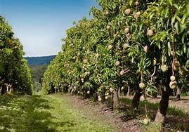 Image result for Mango Orchard