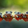 Image result for Bing Frog Wallpaper