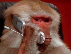 Image result for Monkey On Phone Meme