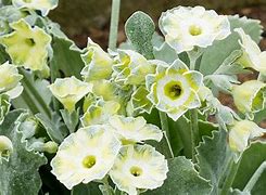 Afbeeldingsresultaten voor Primula auricula Helen Ruane
