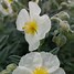 Image result for Helianthemum The Bride