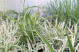 Chasmanthium latifolium River Mist ® に対する画像結果