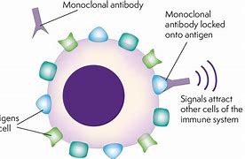 Image result for Antibody Therapy Cancer
