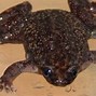 Image result for Maus French Frog